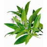 Verveine odorante feuilles 30g BIO*