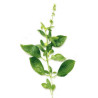 Tulsi orange gingembre Bio* 80g