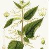 Ortie  80g Bio