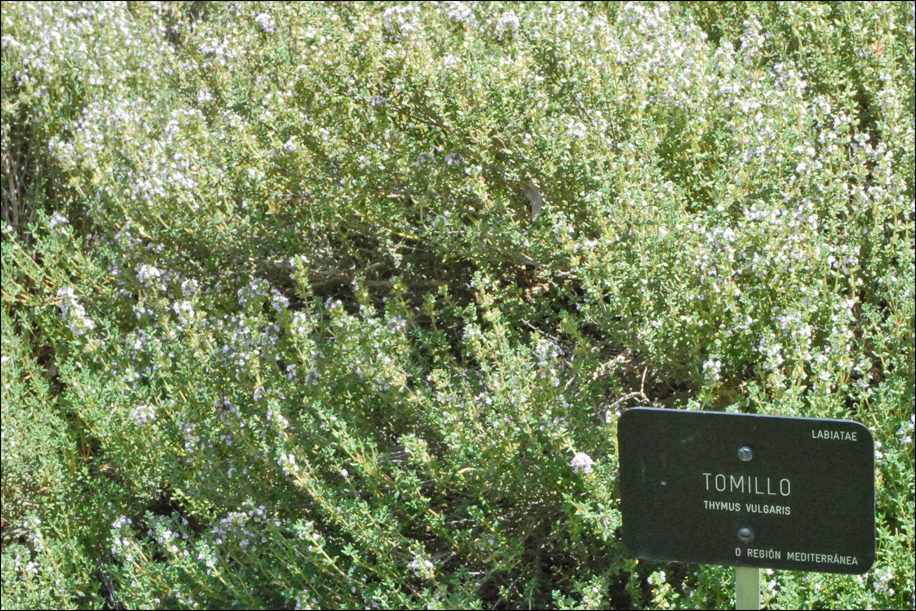 Thymus vulgaris